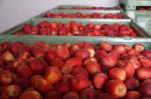 kontrola jakości w komorach przechowalniczych