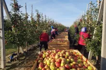zbiory jabłek w sad rokicki