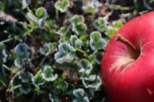 pierwsze jesienne przymrozki