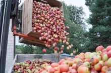 jabłka przemysłowe