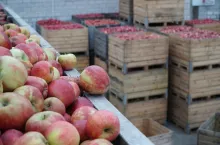 aktualne ceny jabłek przemysłowych