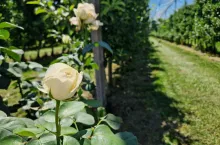 W serbii rosną koszty produkcji