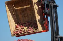 jabłka przemysłowe