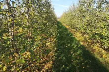 rozkład resztek w sadzie