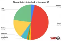 eksport borówek