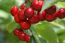 letnie pokazy czeresniowe