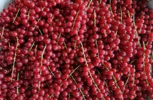 cennik owocow jagodowych