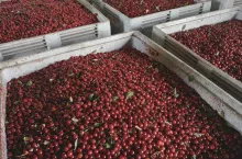 ceny wiśni na tłoczenie