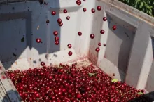 ceny wiśni na tłoczenie idą w górę