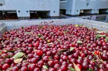 wiśnie na tłoczenie