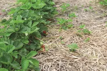 Ściółka ze słomy w truskawce