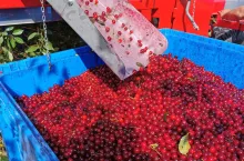 Używany agregat otrząsająco-czyszczący