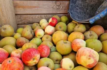 jabłka przemysłowe