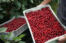 ceny wiśni na skupach