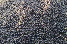 jakie ceny porzeczek 2024