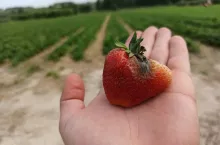 szara pleśń w truskawce