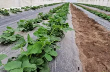 Uprawa truskawek pod osłonami