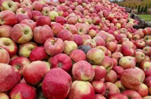jabłka przemysłowe