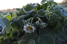 przemarznięte truskawki