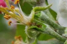 przymrozki gdzie na minusie