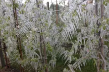 przymrozki w sadach 2024