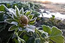 rozpoczyna się fala przymrozków