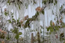 ubezpieczenia od przymrozków 2024