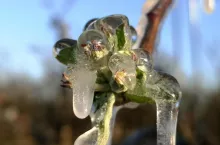 przymrozki kwiecien 2024