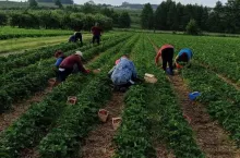 pracownicy do zbioru truskawek
