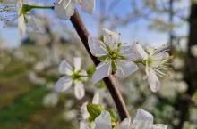 przymrozki kwitnienie śliw