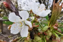 kwitnienie czereśni