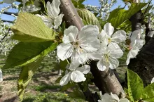 przymrozki w sadzie czeresniowym