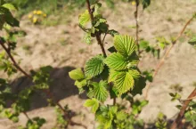 kondycja malin po zimie