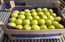 ceny jabłek deserowych