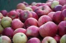 eksport koncentratu jabłkowego 2024