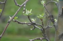 program ochrony roślin sadowniczych 2024