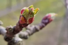 pach jabłoni komunikat