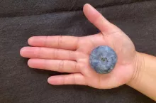 rekord najcięższa borówka na świecie