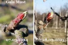 wczesny-start-wegetacji-w-sadach-2024