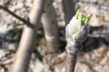 pąki na jabłoniach