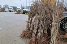 aktualne ceny drzewek jabłoni 6.03.2024