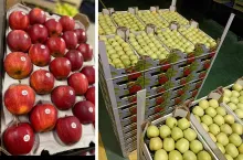 eksport jabłek w lutym 2024