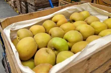 aktualne ceny odmiany boskoop