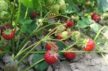 truskawki przemysłowe