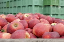 jabłka na obieranie ceny 2024