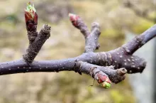 gala i red delicious