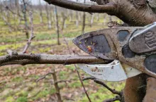 cięcie sadu dniówki