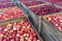 aktualne ceny koncentratu jablkowego