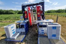 kombajn do zbioru borówek