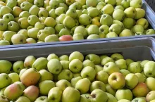 golden delicious ceny